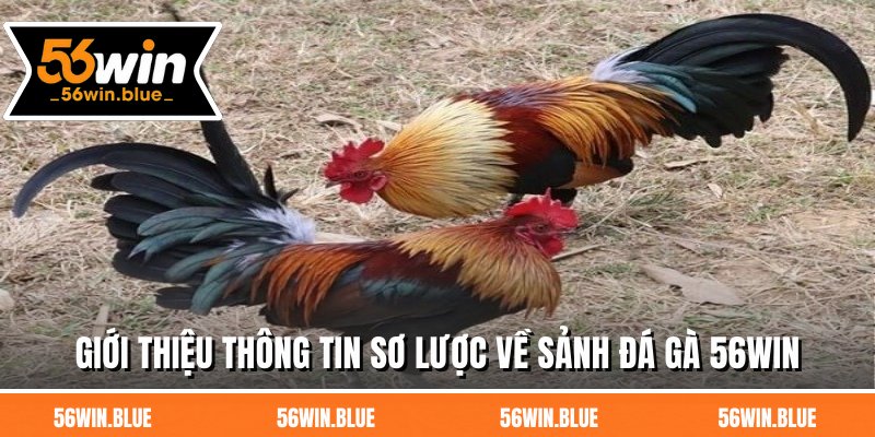 Giới thiệu thông tin sơ lược về sảnh đá gà 56WIN